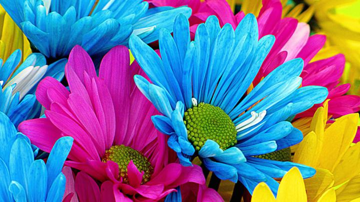 Gerber Daisy Wallpapers (49+ background pictures)