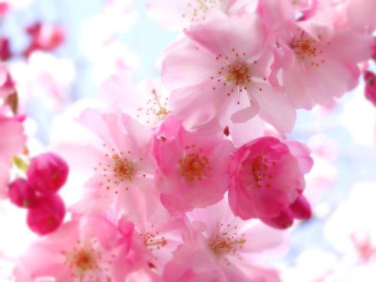 Pretty Flower Desktop Wallpaper Theme (With images) | Pretty flowers 