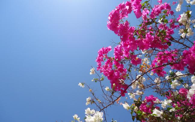 Full HD Flowers Wallpapers (68+ pictures)