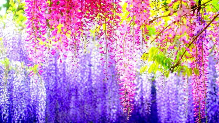 Flower wallpaper | 1920x1080 | #38111