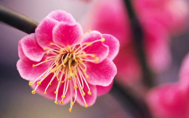 Pink Flower Desktop Wallpaper \u00b7\u2460 