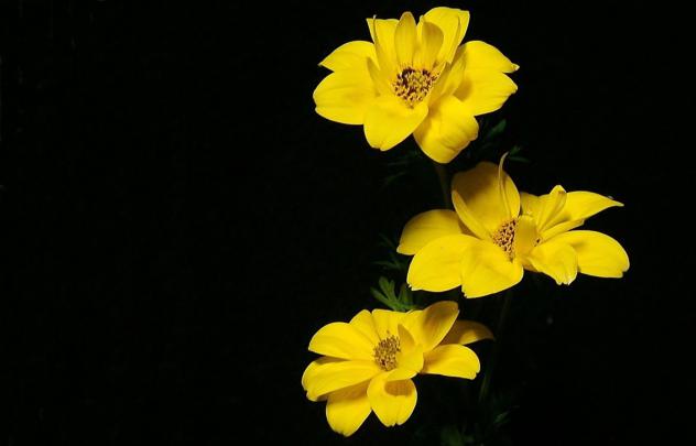 Yellow Flower Desktop Wallpapers - Top Free Yellow Flower Desktop 