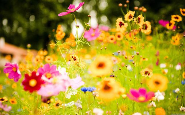 Full HD Flowers Wallpapers (75+ background pictures)