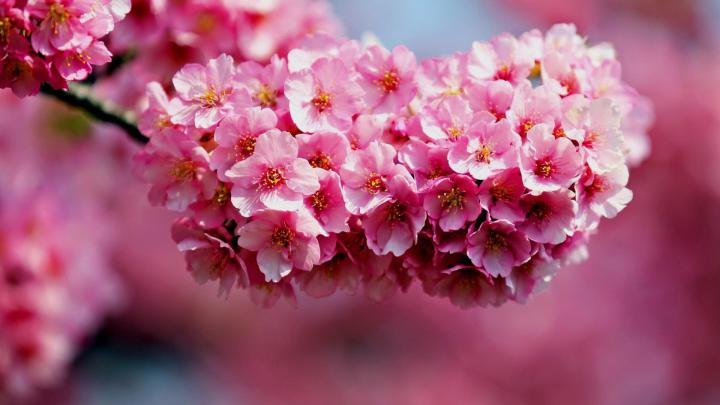 Pictures of Flowers for Desktop Background \u00b7\u2460 