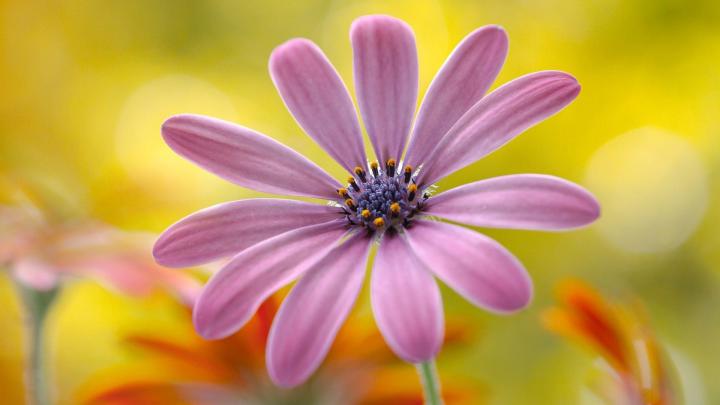 Nature Flower Wallpaper (52+ pictures)
