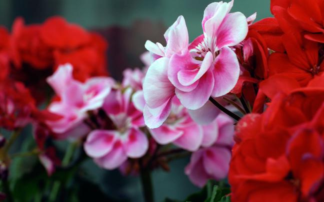 [47+] HD Flower Wallpapers 1080p 