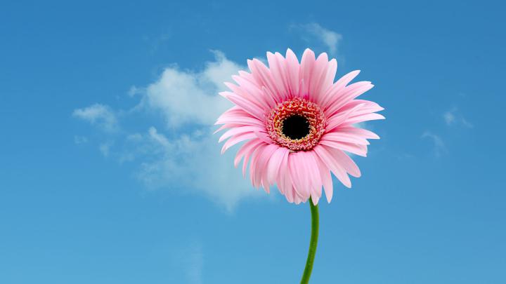 1920 X 1080 Flower Wallpapers - Top Free 1920 X 1080 Flower Backgrounds 