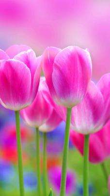Full HD Flowers Wallpapers (75+ background pictures)