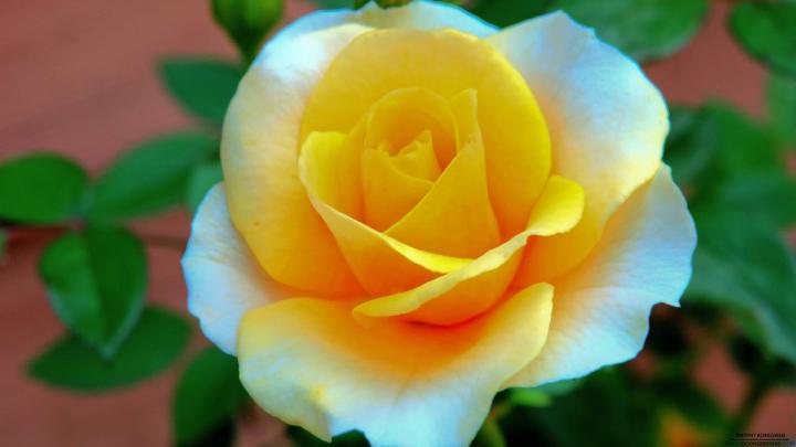 Full HD Flowers Wallpapers (75+ background pictures)
