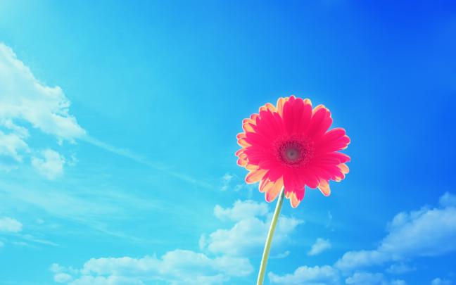 Flower Desktop Backgrounds \u00b7\u2460 