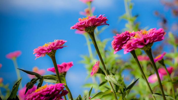 Nature Flower Wallpaper (52+ pictures)