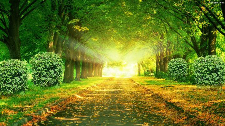 Bushes Hq Desktop Wallpaper - Nature Full Screen Wallpaper Hd 