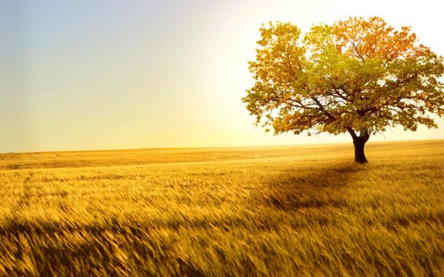Nature Wallpapers
