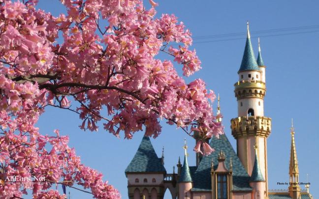 Disney World Wallpapers - 4k, HD Disney World Backgrounds on WallpaperBat