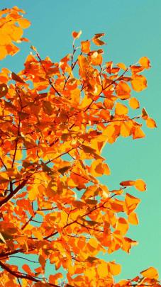 Cool Fall Backgrounds (69+ images)