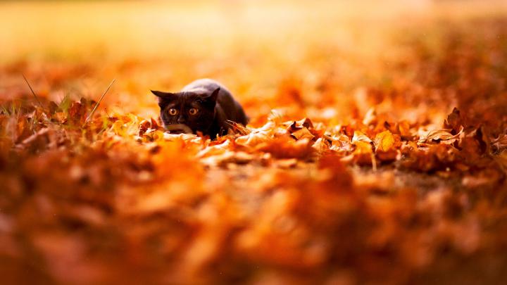 Free HD Fall Wallpapers