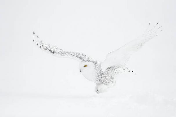Owl Art (page #16 Of 35) 5AB