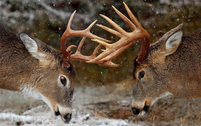 Deer wallpaper \u00b7\u2460 Download free amazing wallpapers for desktop 