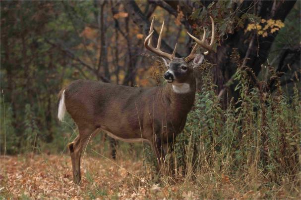 Free Desktop Wallpapers 36 Whitetail Deer Wallpapers - Whitetail Deer 
