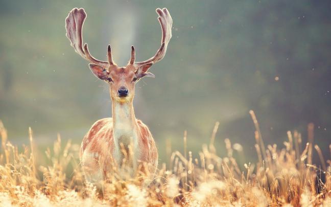 Deer Desktop Wallpaper (73+ images)