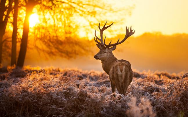 Camo Deer Wallpapers (45+ images)