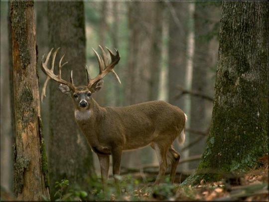 Free Deer Wallpapers for Desktop -
