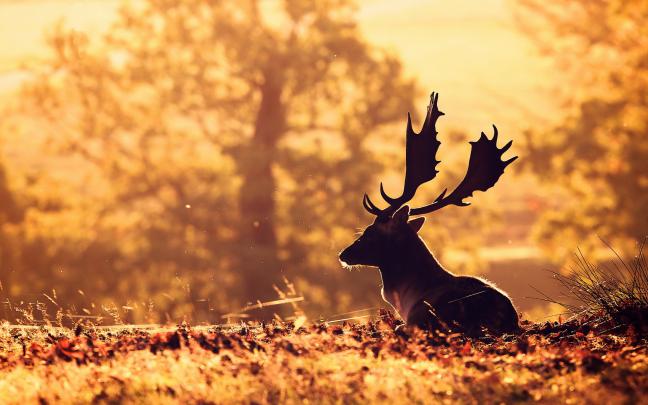 Free Deer Backgrounds