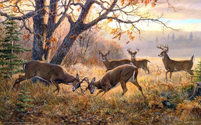[47+] Desktop Wallpaper Deer 