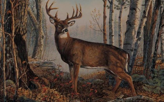 Whitetail Deer Desktop Backgrounds (58+ images)