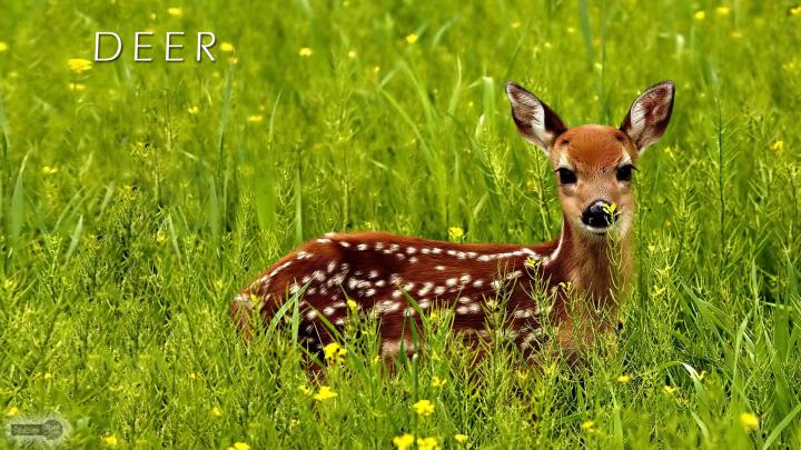 Whitetail Deer Desktop Backgrounds (58+ images)