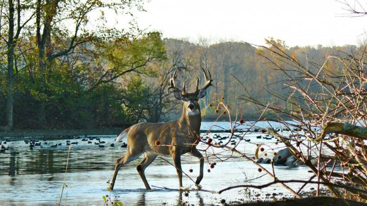 Whitetail Deer Desktop Backgrounds (58+ images)