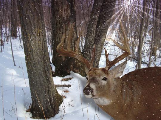 Free Whitetail Deer Wallpapers