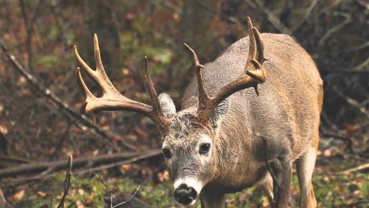 Whitetail Deer Desktop Backgrounds (58+ images)