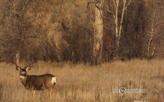 Deer Hunting Backgrounds \u00b7\u2460 