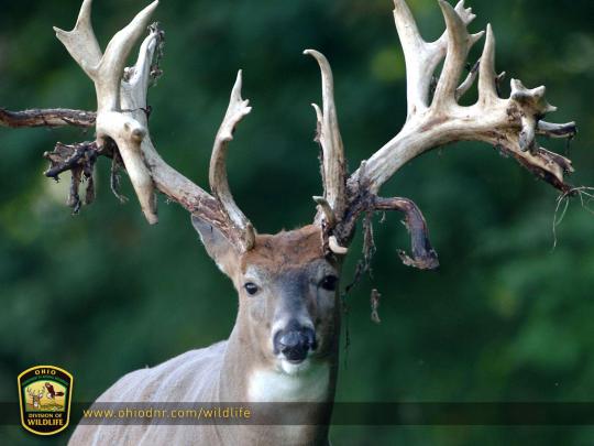 Deer Desktop Wallpapers