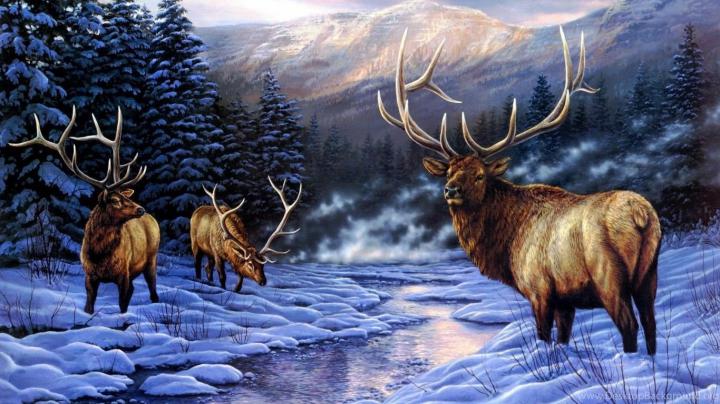 Deer Wallpapers Page 13: Mule Deer Doe Snow Winter Animals Buck 