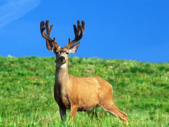 High Definition Photo And Wallpapers: deer wallpapers,deer wallpaper 