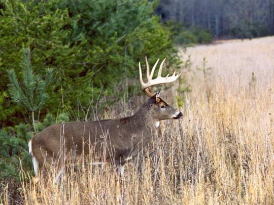 Whitetail Deer Wallpaper -
