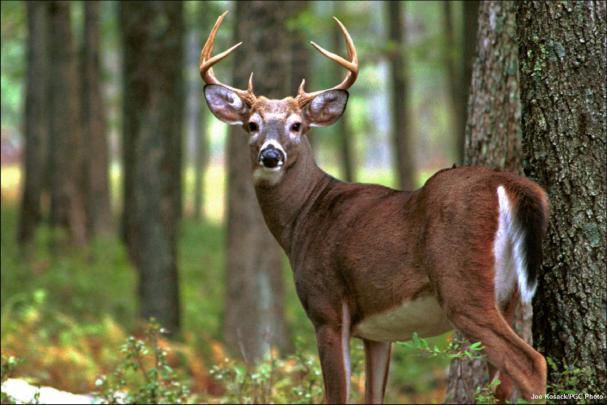 Deer Desktop Wallpaper (82+ pictures)