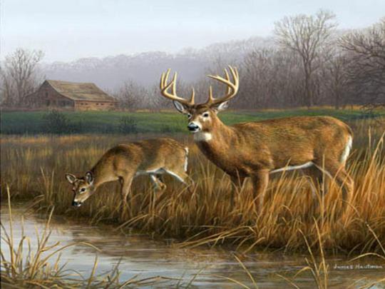Deer Desktop Wallpapers