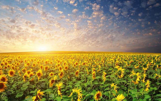 Download Free Sunrise Wallpapers