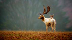 Deer Wallpaper 1920x1080