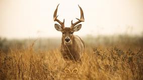 Free Deer Wallpaper Desktop