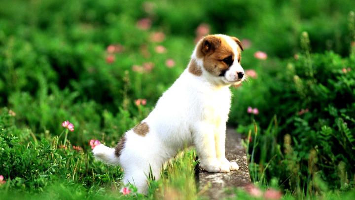 [29+] Dog Wallpaper 1920X1080 