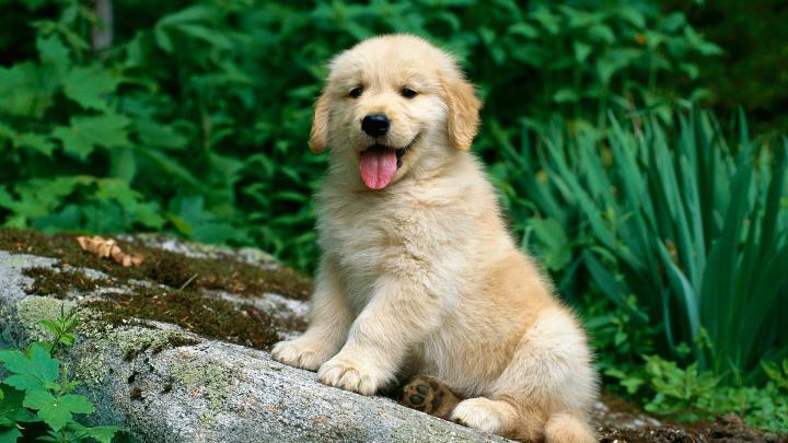 Dog HD Wallpapers 1920x1080 -
