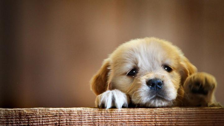 Baby Dogs Wallpapers (54+ images)
