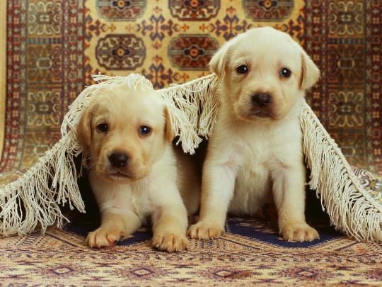 Free download Dog Wallpaper For Home The Dog Wallpaper Best The Dog 