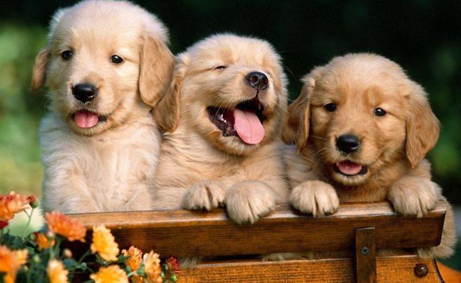 1080p Images: Dog Hd Wallpapers 1080p Download
