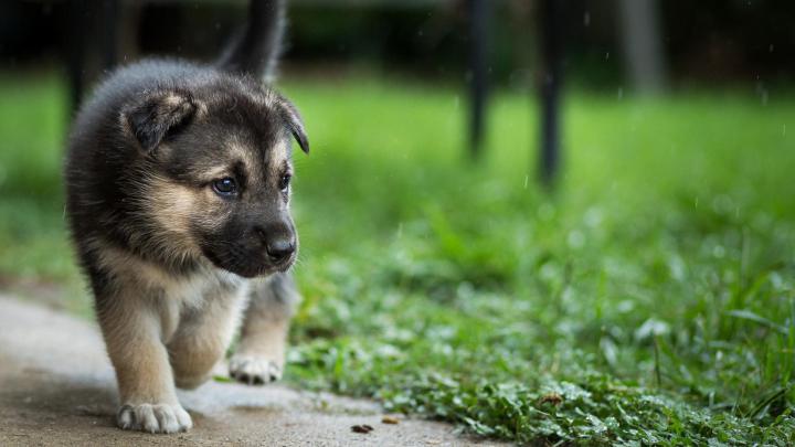 Dog Wallpapers (73+ background pictures)