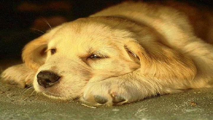 [43+] Dog HD Wallpapers 1920x1080 